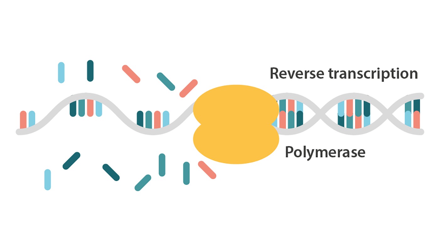 Có nhiều loại kỹ thuật PCR khác nhau